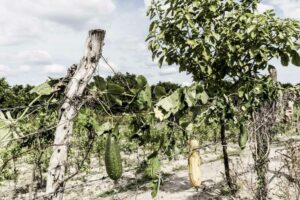 Jorge Antonio Fuentes, Sobre la marcha.