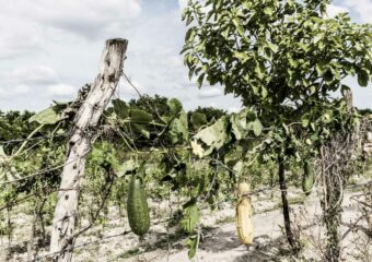 Jorge Antonio Fuentes, Sobre la marcha. Jorge Antonio Fuentes, Sobre la marcha.