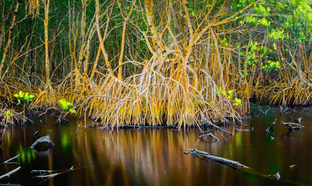 Francisco Cubas, Externalidades
