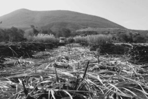 Mario Alberto Bravo, de la serie Bagazo, 2023 Mario Alberto Bravo, de la serie Bagazo, 2023