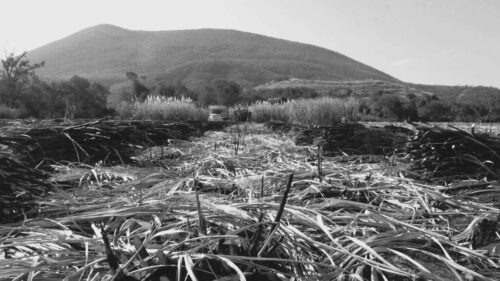 Mario Alberto Bravo, de la serie Bagazo, 2023 Mario Alberto Bravo, de la serie Bagazo, 2023