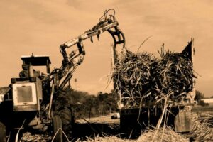 Mario Alberto Bravo, de la serie Bagazo, 2023 Mario Alberto Bravo, de la serie Bagazo, 2023