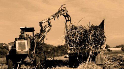 Mario Alberto Bravo, de la serie Bagazo, 2023 Mario Alberto Bravo, de la serie Bagazo, 2023