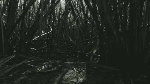 Mario Alberto Bravo, de la serie Bagazo, 2023 Mario Alberto Bravo, de la serie Bagazo, 2023