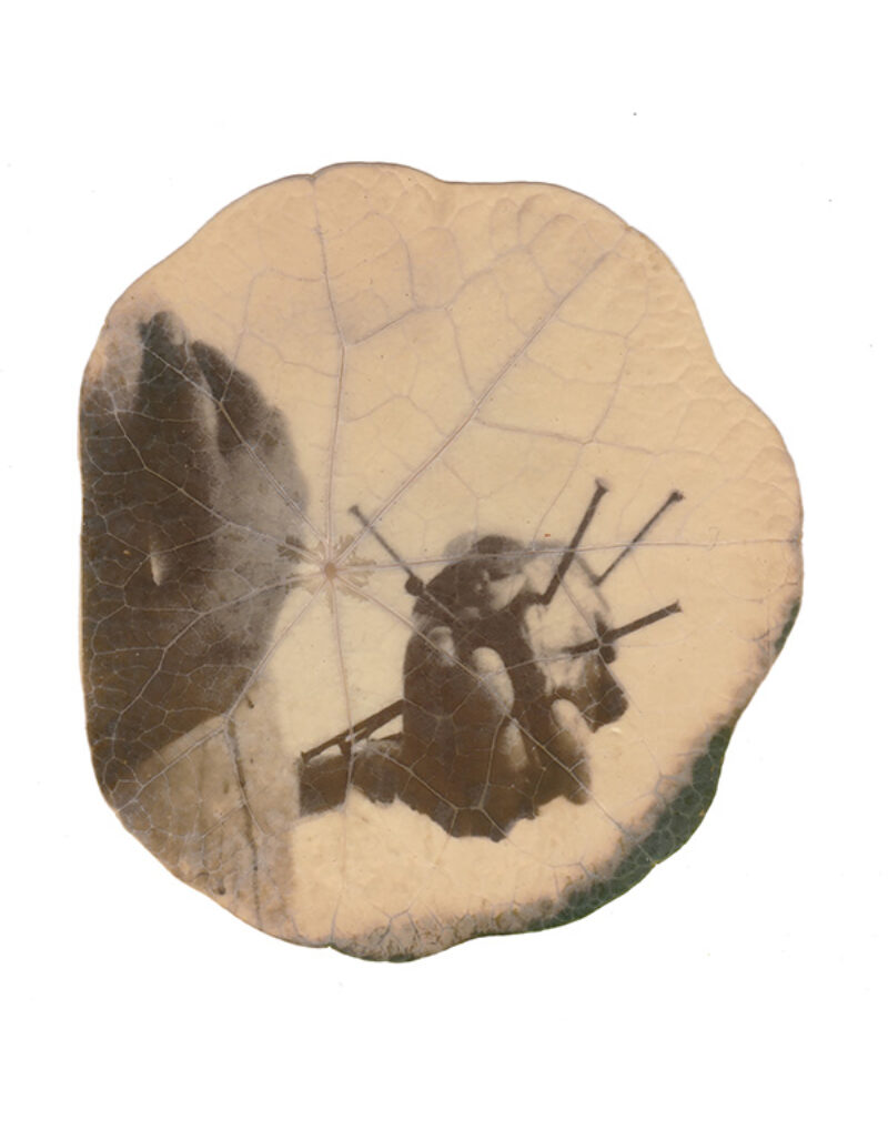 Miguel Ángel Cid. Paloma Negra, Zacatecas, 2020. Clorotipia Miguel Ángel Cid. Paloma Negra, Zacatecas, 2020. Clorotipia