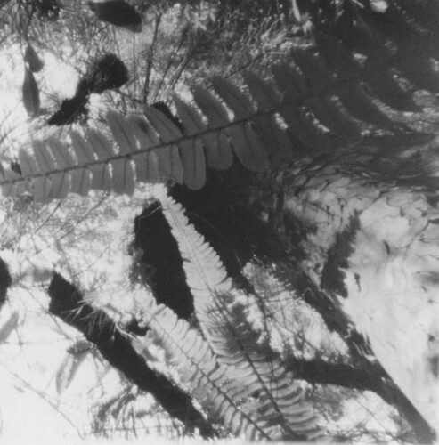 María Luisa Santos Cuéllar (Oaxaca de Juárez, Oaxaca, 1978) Helechos, Oaxaca de Juárez, Oaxaca, 2012 Fotografía estenopeica. Formato medio 6 x 6